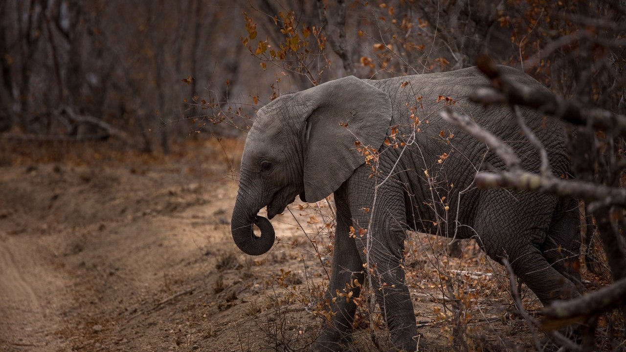 Обои природа, слон, хобот, слоненок, nature, elephant, trunk разрешение 2560x1600 Загрузить