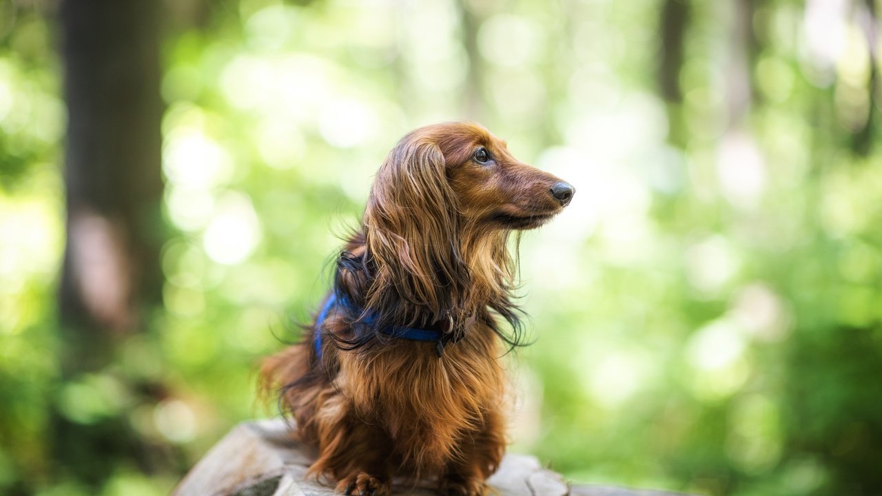 Обои собака, друг, такса, длинношерстная, dog, each, dachshund, longhair разрешение 2048x1368 Загрузить