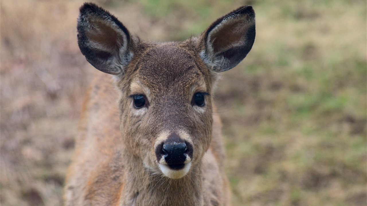 Обои морда, олень, взгляд, уши, face, deer, look, ears разрешение 4496x3000 Загрузить