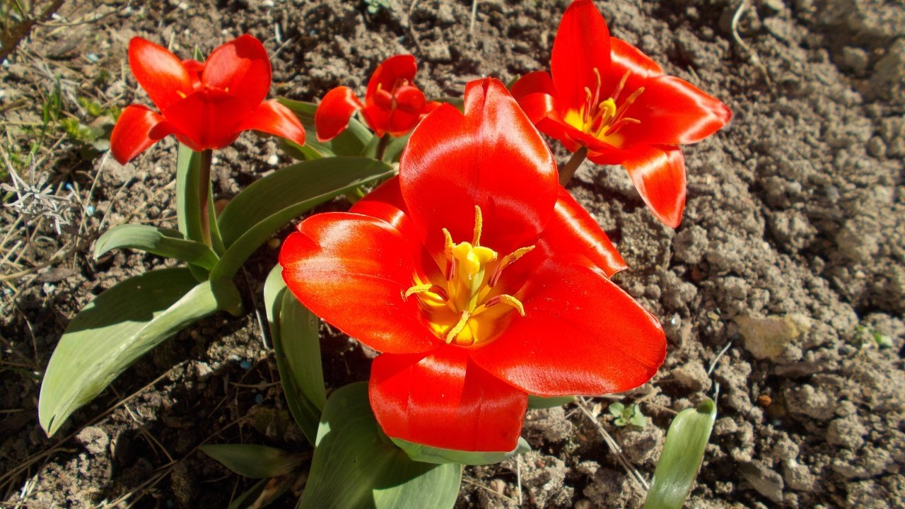 Обои земля, природа, цветок, лепестки, красный, растение, тюльпан, earth, nature, flower, petals, red, plant, tulip разрешение 4608x3456 Загрузить