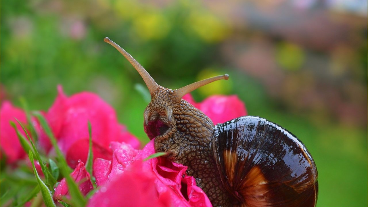 Обои цветы, макро, розы, улитка,  , flowers, macro, roses, snail разрешение 3004x1901 Загрузить