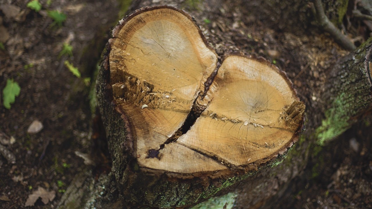 Обои природа, дерево, фон, сердце, пень, пенек, nature, tree, background, heart, stump разрешение 2048x1365 Загрузить