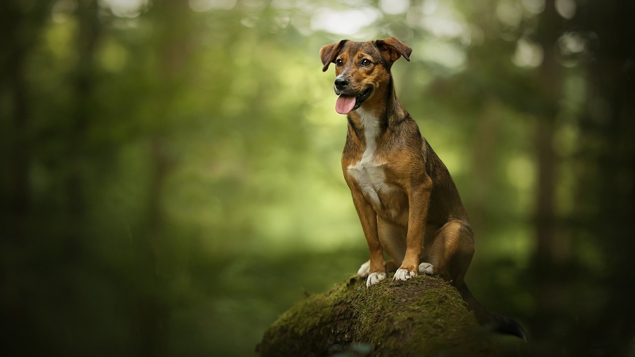 Обои дерево, собака, камень, мох, язык, боке, родезийский риджбек, tree, dog, stone, moss, language, bokeh, rhodesian ridgeback разрешение 2048x1367 Загрузить