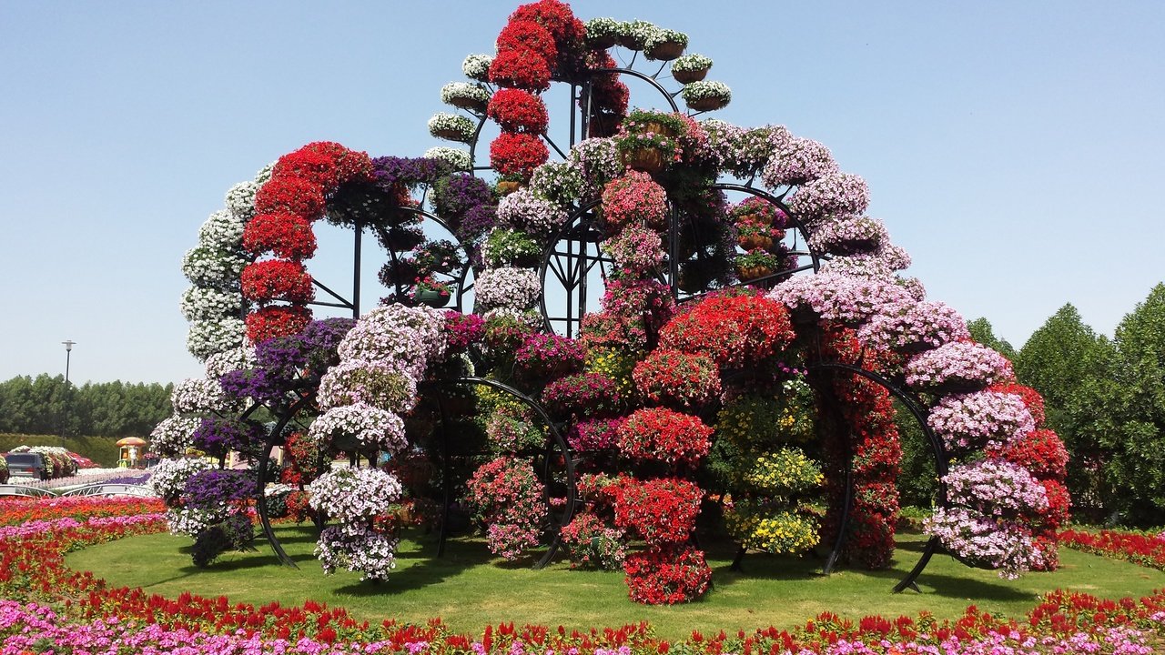 Обои цветы, дизайн, парк, дубаи, оаэ, miracle garden, flowers, design, park, dubai, uae разрешение 2600x1500 Загрузить