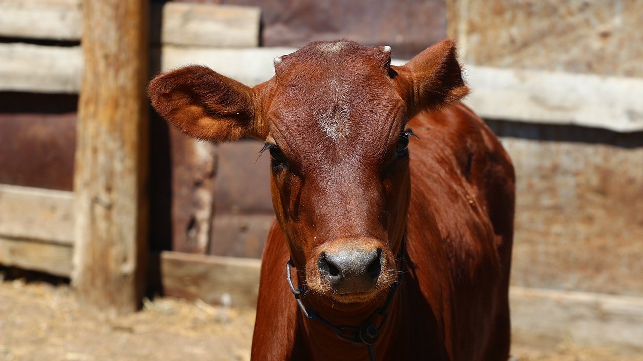 Обои морда, взгляд, корова, загон, телёнок, face, look, cow, corral, calf разрешение 1920x1280 Загрузить