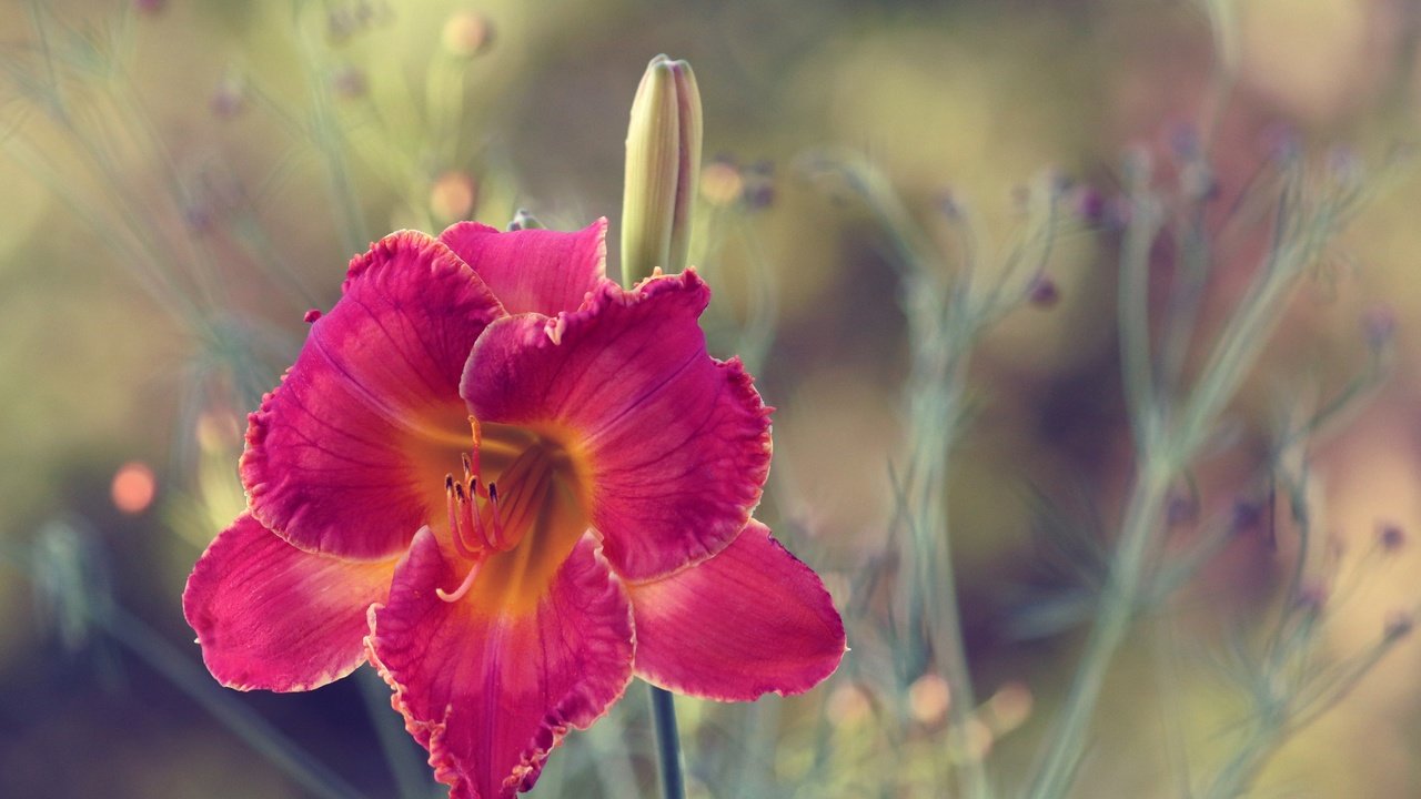 Обои макро, цветок, лепестки, размытость, лилейник, macro, flower, petals, blur, daylilies разрешение 5125x3131 Загрузить