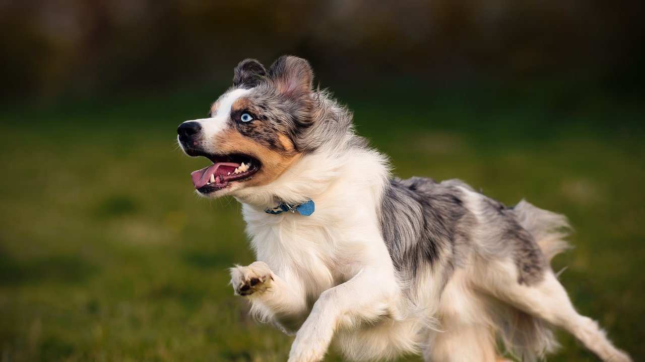 Обои собака, друг, австралийская овчарка, dog, each, australian shepherd разрешение 2048x1365 Загрузить