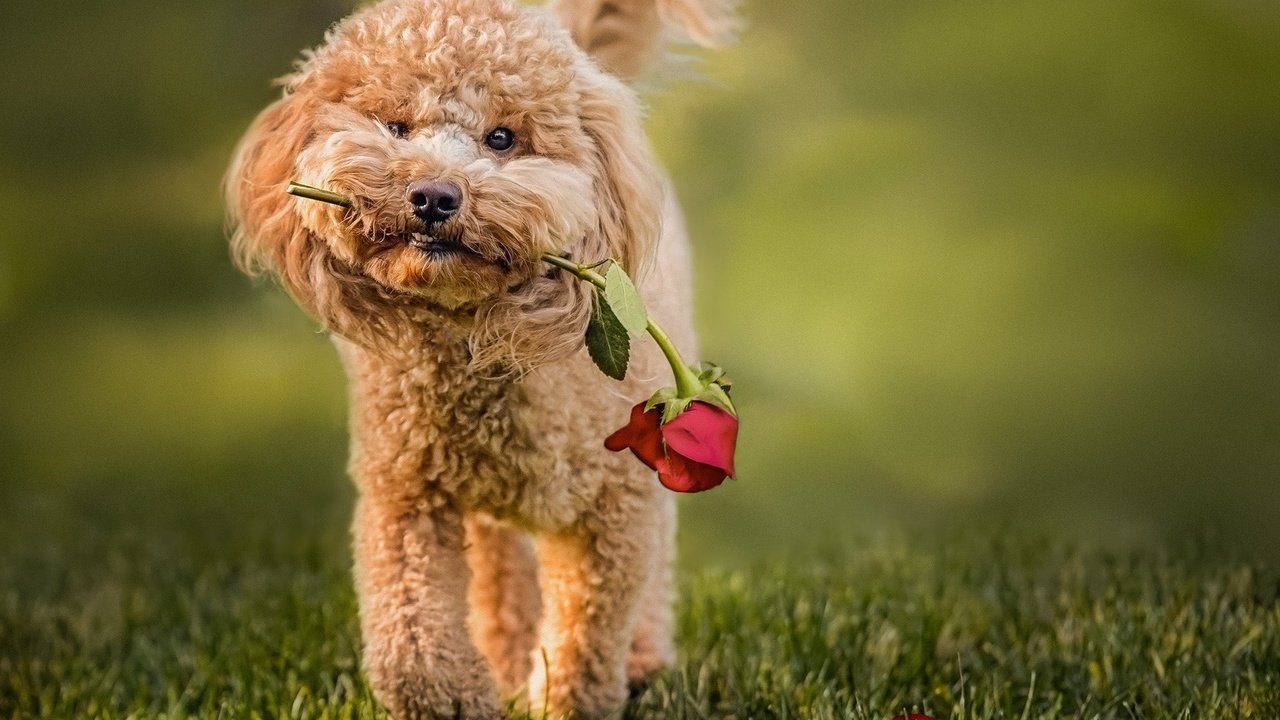 Обои трава, цветок, роза, собака, животное, пес, пудель, grass, flower, rose, dog, animal, poodle разрешение 2048x1583 Загрузить