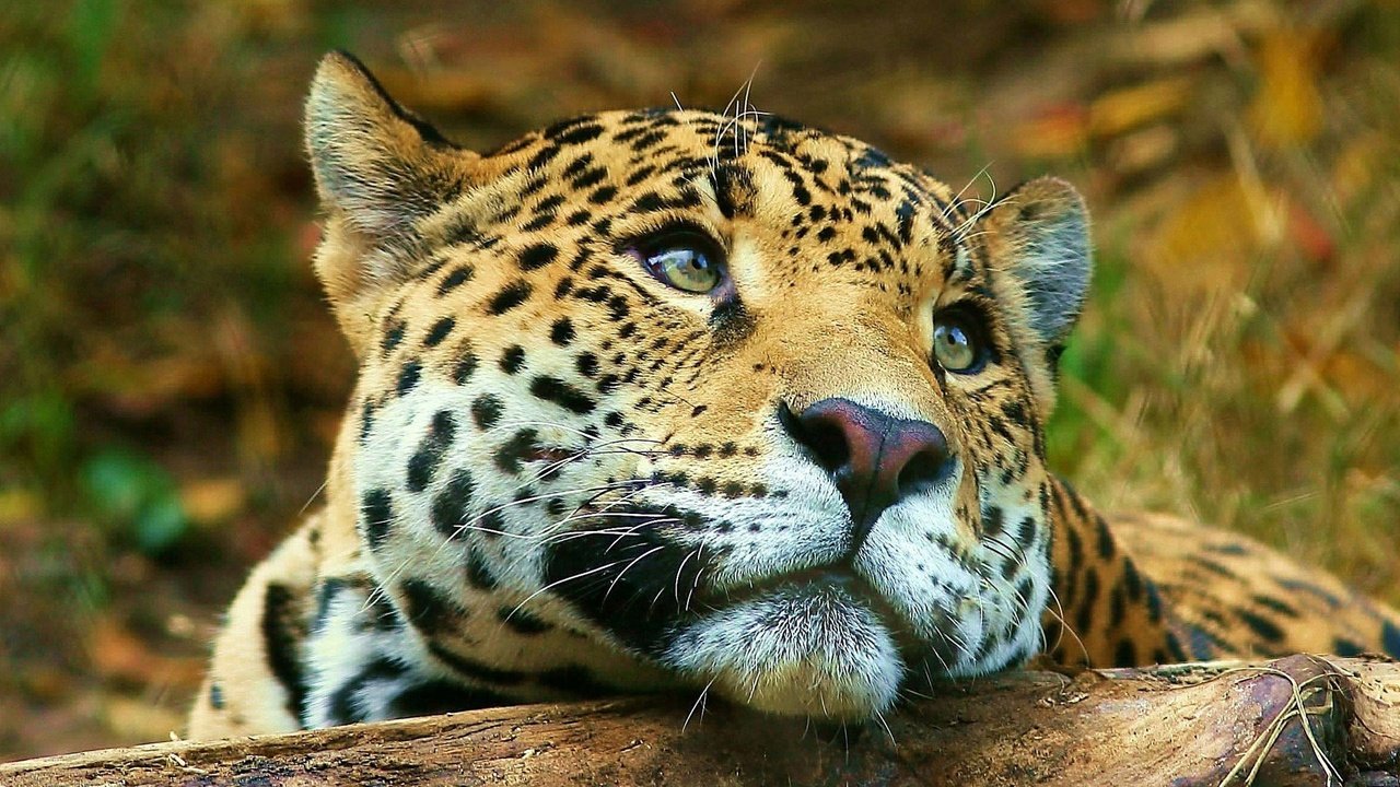 Обои морда, животные, взгляд, леопард, большая кошка, face, animals, look, leopard, big cat разрешение 1920x1080 Загрузить