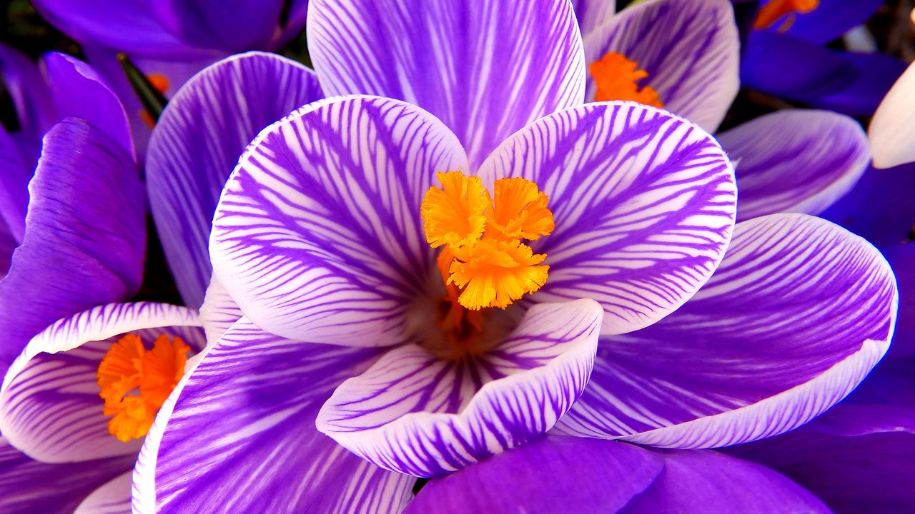 Обои макро, цветок, лепестки, фиолетовый, весна, крокус, macro, flower, petals, purple, spring, krokus разрешение 2560x1600 Загрузить