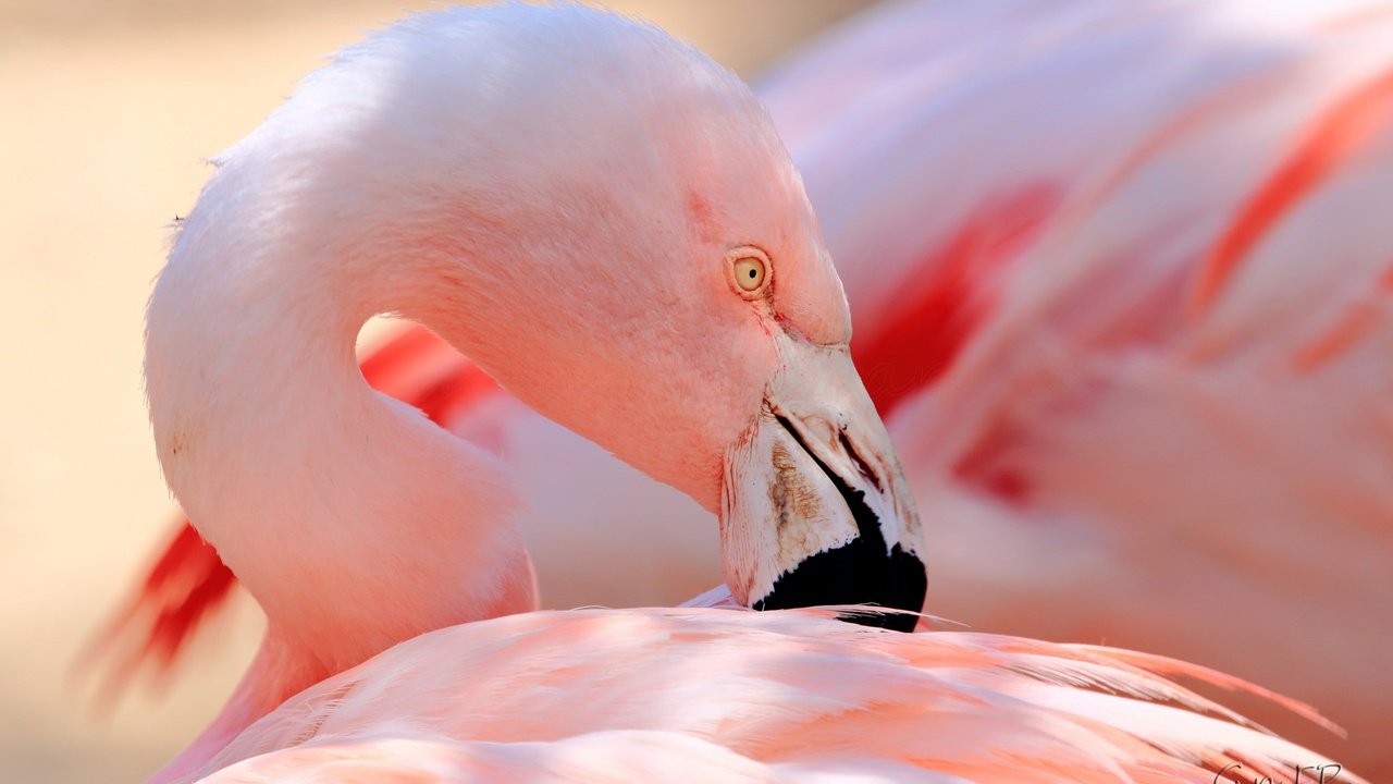 Обои фламинго, птица, клюв, перья, flamingo, bird, beak, feathers разрешение 2048x1365 Загрузить