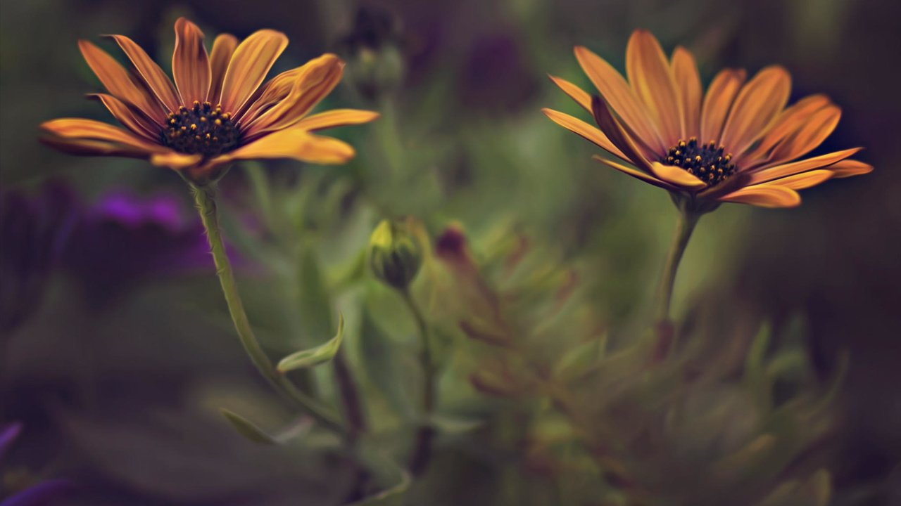 Обои цветы, лепестки, размытость, стебли, dina telhami, остеоспермум, flowers, petals, blur, stems, osteospermum разрешение 2048x1365 Загрузить