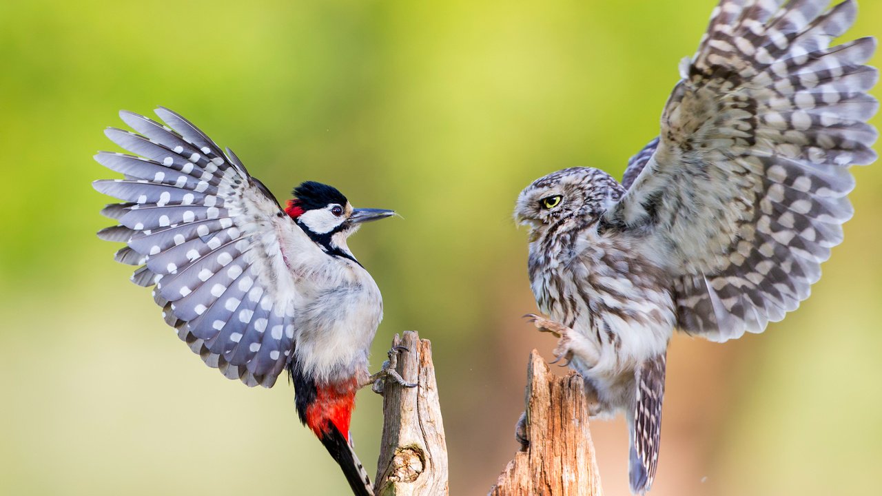 Обои сова, крылья, птицы, клюв, перья, дятел, домовый сыч, owl, wings, birds, beak, feathers, woodpecker, the little owl разрешение 3000x2000 Загрузить