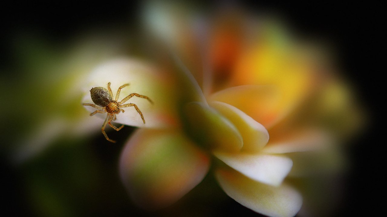 Обои макро, насекомое, цветок, лепестки, размытость, паук, паучок, antonio amati, macro, insect, flower, petals, blur, spider разрешение 2048x1556 Загрузить