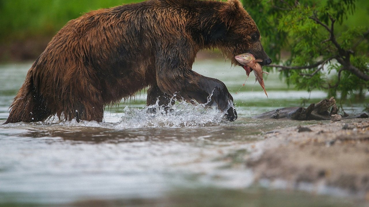 Обои морда, вода, лапы, медведь, рыба, рыбалка, александр маркелов, face, water, paws, bear, fish, fishing, alexander markelov разрешение 1920x1280 Загрузить