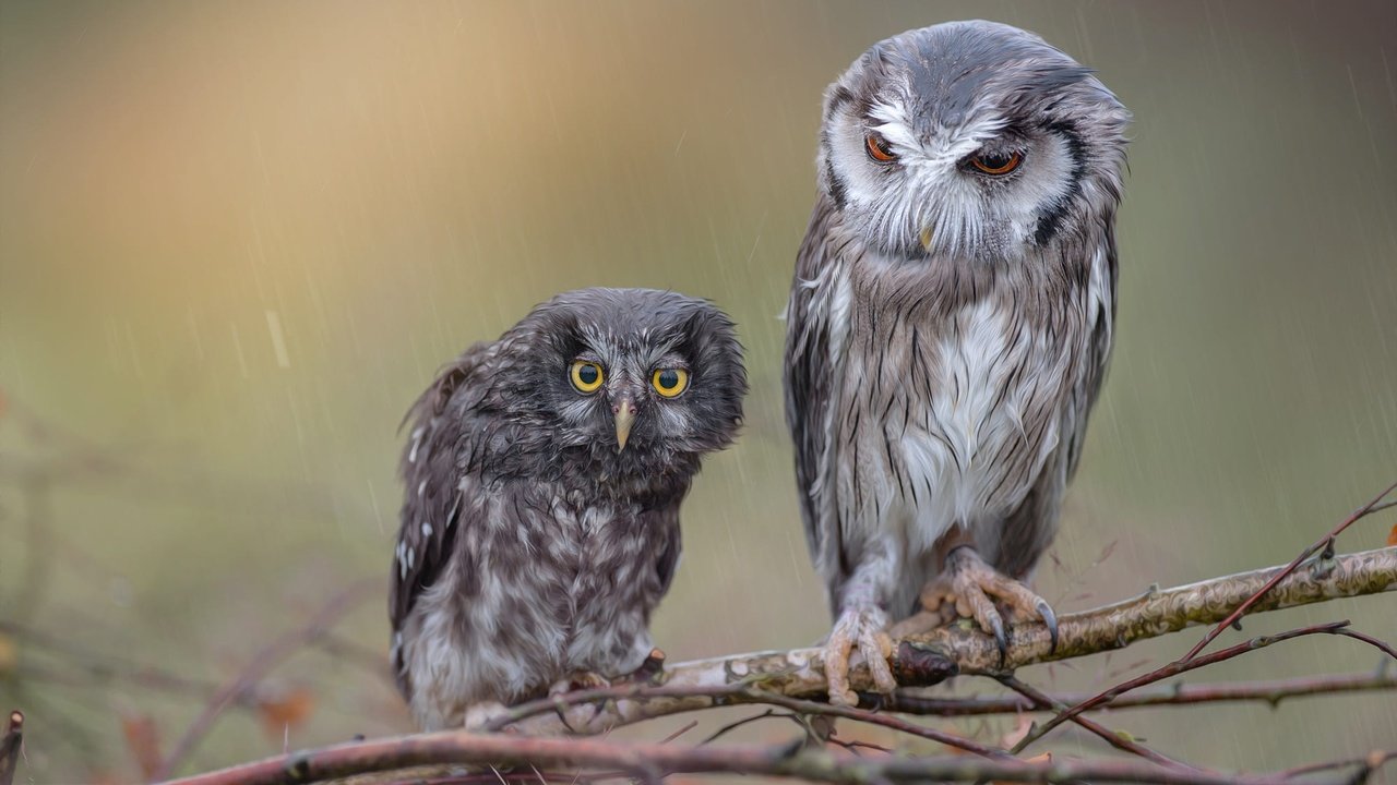 Обои сова, ветки, птицы, мокрые, дождь, совы, tanja brandt, owl, branches, birds, wet, rain, owls разрешение 2000x1331 Загрузить