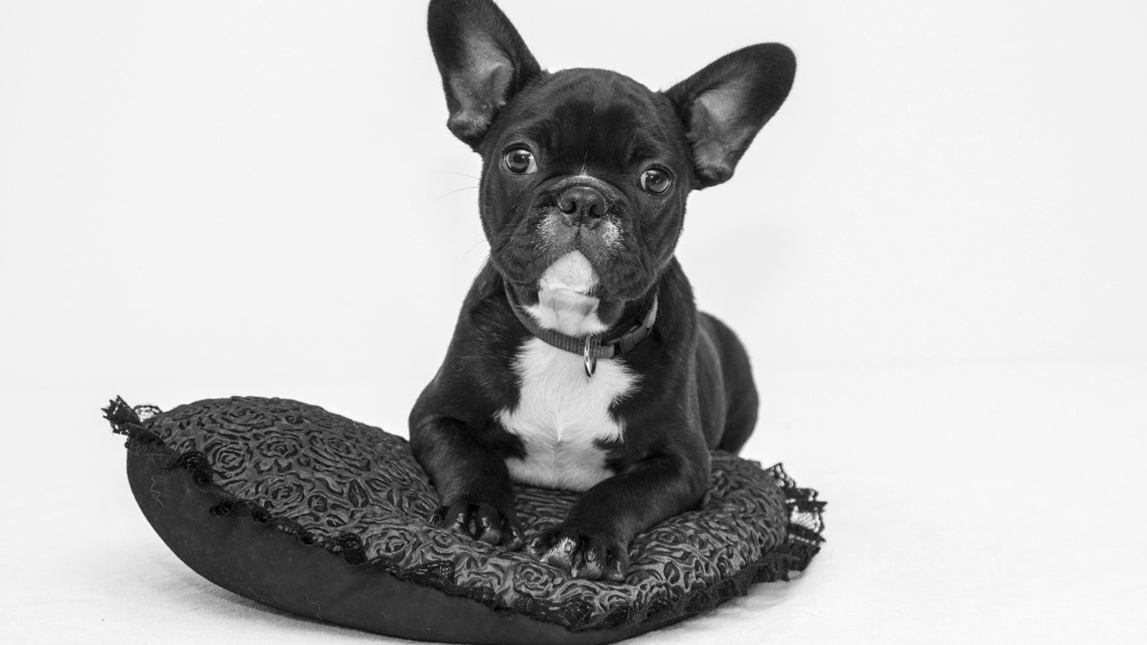 Обои чёрно-белое, собака, щенок, подушка, бульдог, французский бульдог, black and white, dog, puppy, pillow, bulldog, french bulldog разрешение 1920x1280 Загрузить