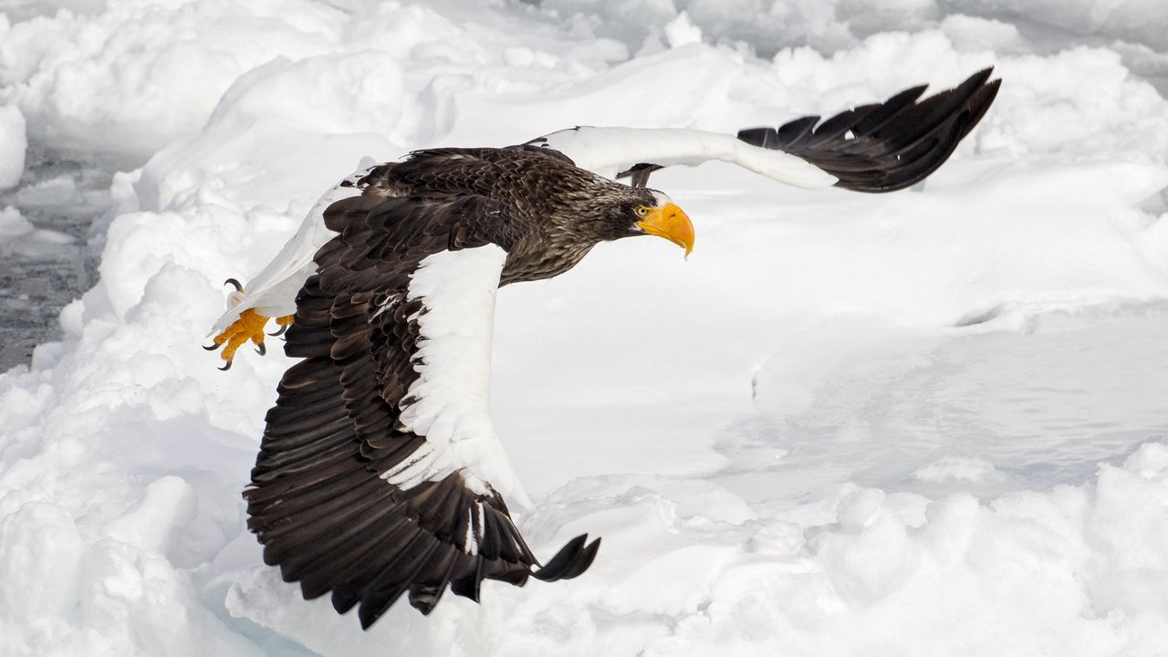 Обои полет, крылья, орел, птица, клюв, перья, орлан, mike johnson, flight, wings, eagle, bird, beak, feathers, orlan разрешение 1920x1200 Загрузить