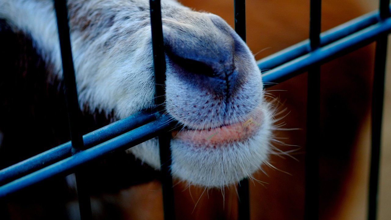 Обои животное, нос, клетка, пасть, козел, animal, nose, cell, mouth, goat разрешение 4896x3264 Загрузить