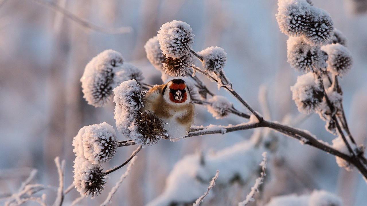 Обои снег, растения, зима, птица, щегол, snow, plants, winter, bird, goldfinch разрешение 2990x1708 Загрузить