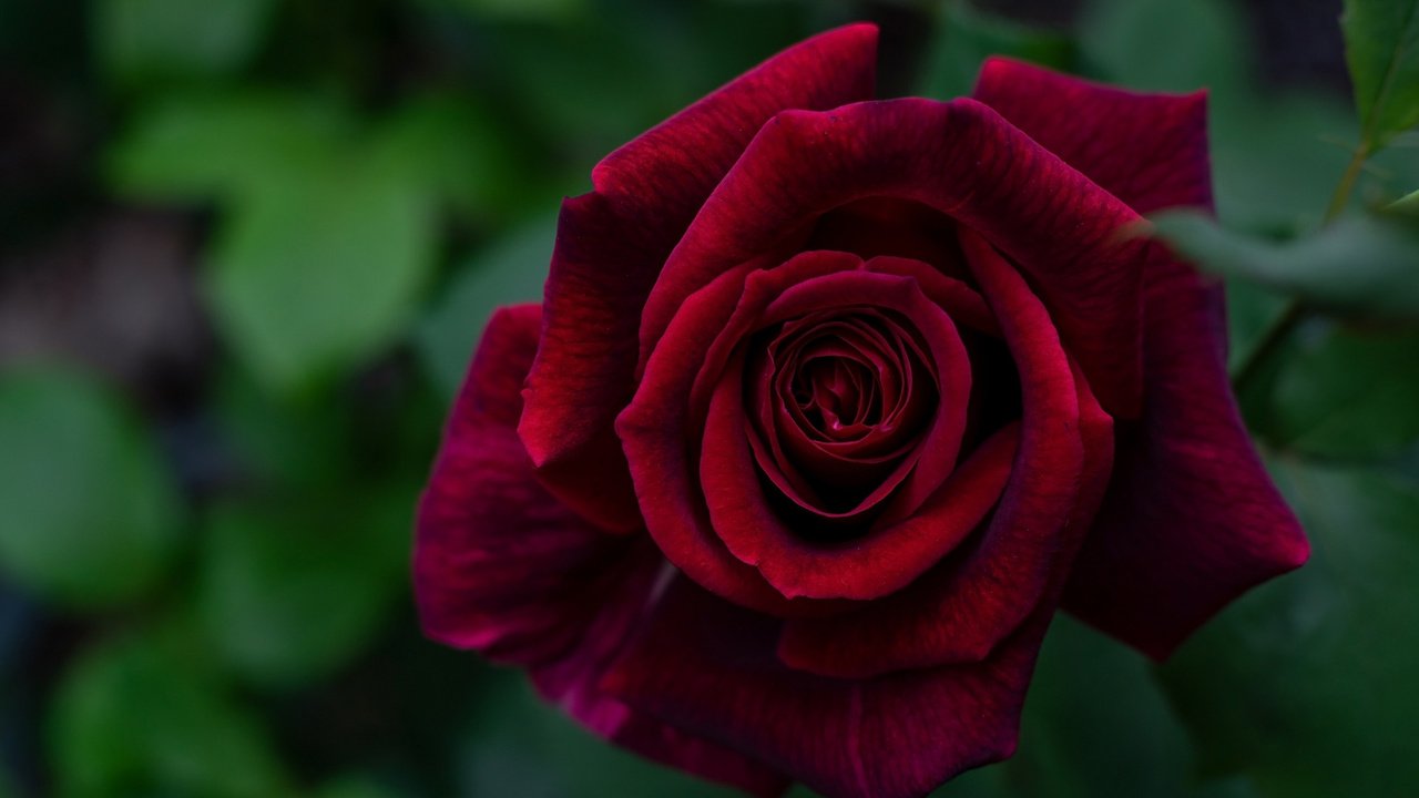 Обои макро, роза, лепестки, бордовый, macro, rose, petals, burgundy разрешение 1920x1080 Загрузить