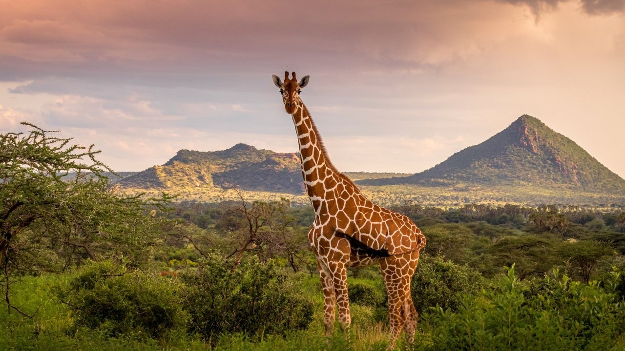 Обои небо, горы, природа, жираф, the sky, mountains, nature, giraffe разрешение 1920x1200 Загрузить
