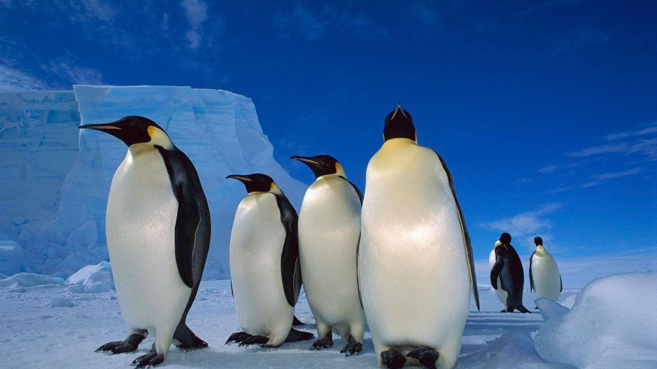 Обои снег, лёд, пингвины, императорский пингвин, snow, ice, penguins, emperor penguin разрешение 1920x1200 Загрузить