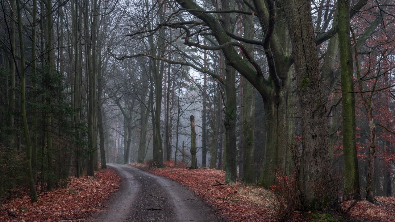 Обои дорога, деревья, природа, лес, листья, осень, road, trees, nature, forest, leaves, autumn разрешение 6000x4000 Загрузить