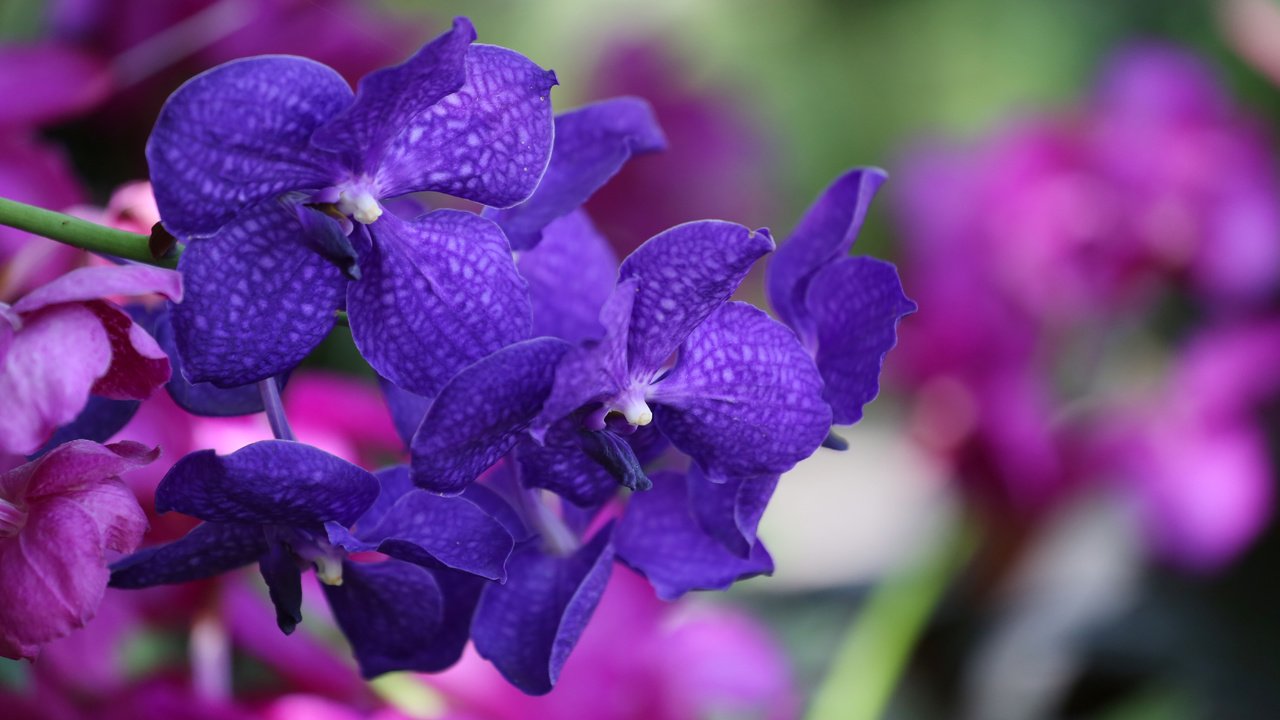 Обои цветы, синие, экзотика, орхидеи, flowers, blue, exotic, orchids разрешение 5472x3648 Загрузить