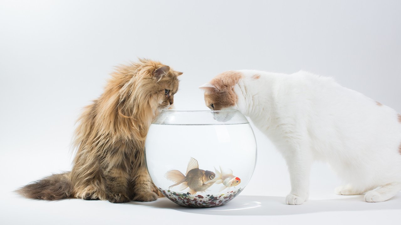 Обои кот, ханна, рыбы, кошки, аквариум, интерес, дейзи, бенджамин тород, бен тород, cat, hannah, fish, cats, aquarium, interest, daisy, benjamin torod, ben torod разрешение 2048x1364 Загрузить