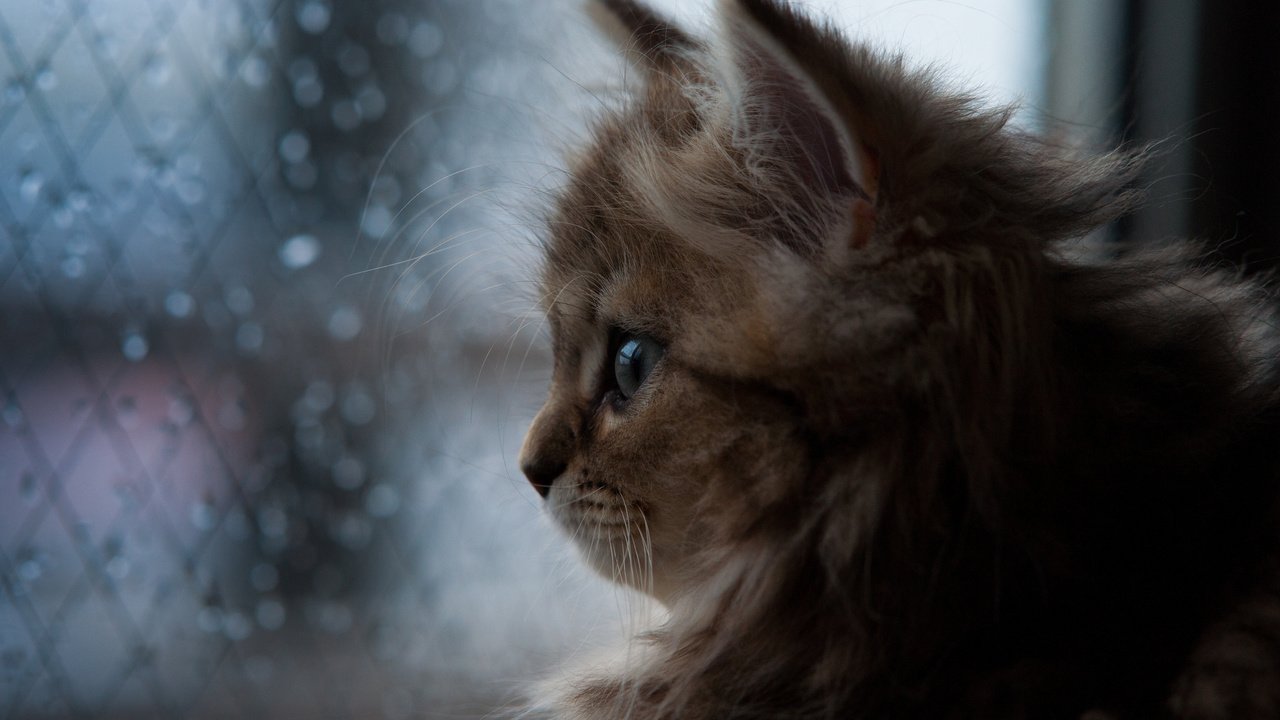 Обои кошка, котенок, дождь, окно, ben torode, дейзи, бен тород, cat, kitty, rain, window, daisy, ben torod разрешение 2048x1365 Загрузить