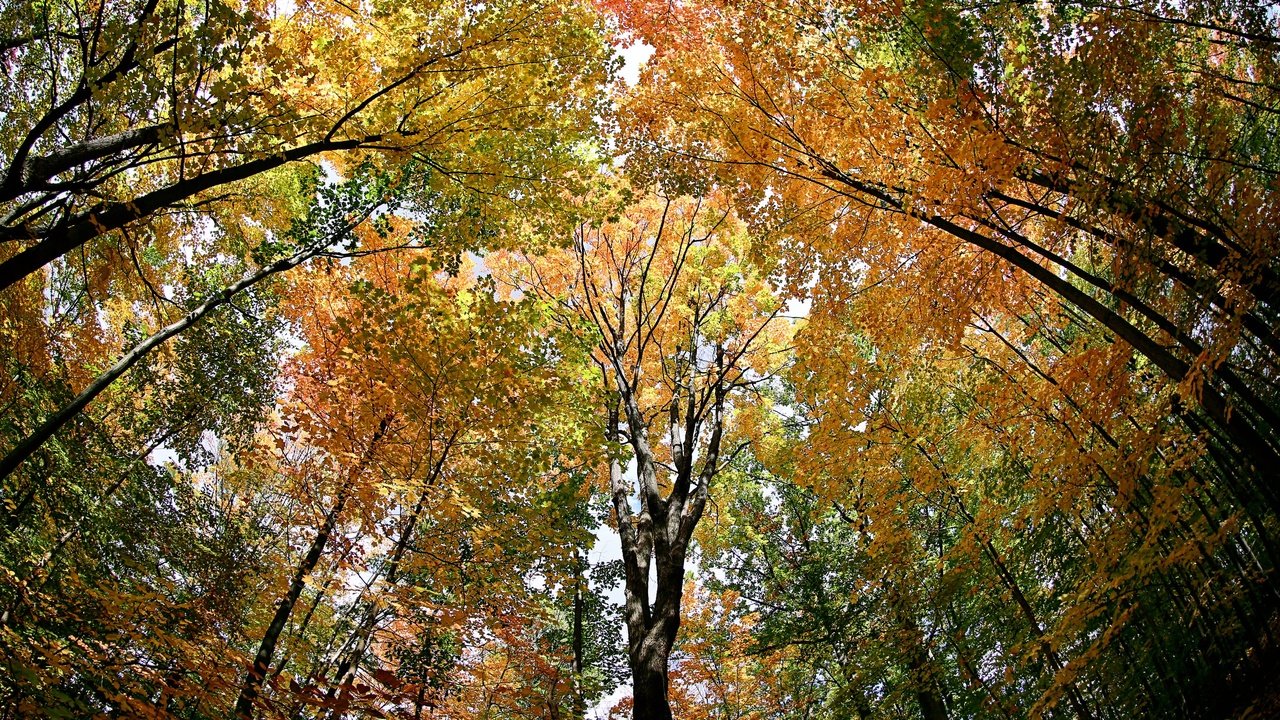 Обои деревья, лес, листья, осень, trees, forest, leaves, autumn разрешение 3072x2048 Загрузить