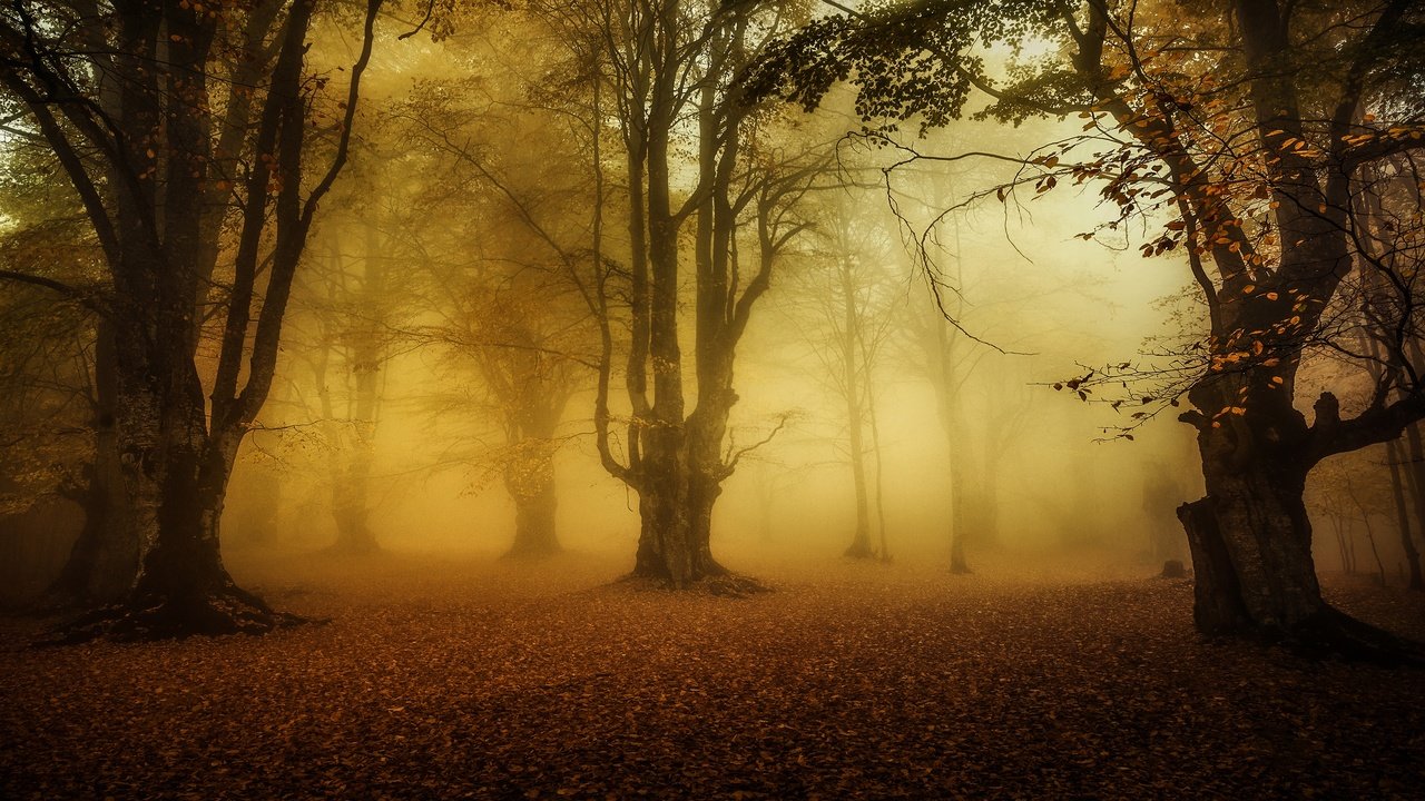 Обои деревья, лес, туман, листва, осень, trees, forest, fog, foliage, autumn разрешение 3840x2160 Загрузить