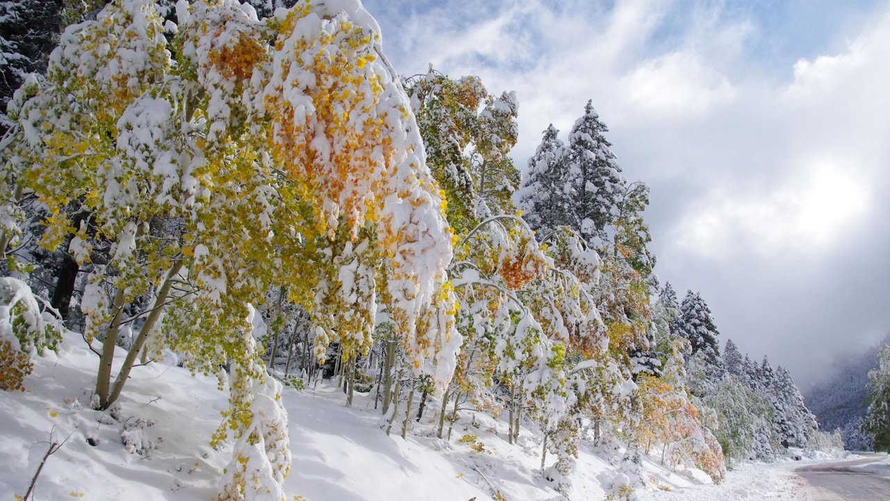 Обои деревья, снег, лес, зима, trees, snow, forest, winter разрешение 3840x2160 Загрузить