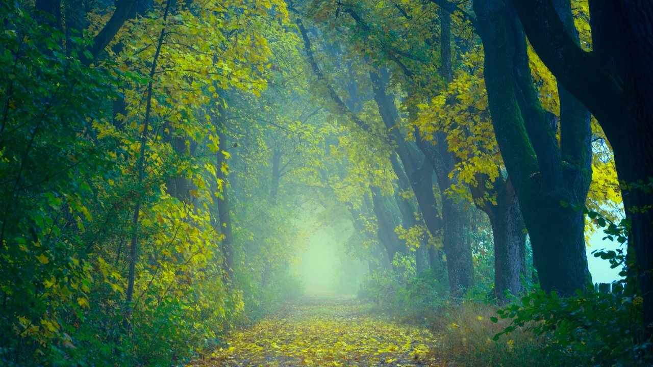 Обои дорога, деревья, природа, лес, листья, туман, осень, road, trees, nature, forest, leaves, fog, autumn разрешение 6000x4000 Загрузить