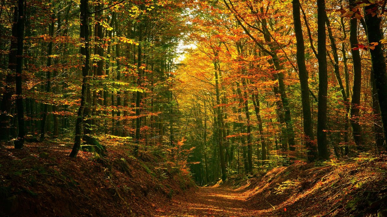 Обои лес, осень, тропинка, forest, autumn, path разрешение 3840x2160 Загрузить