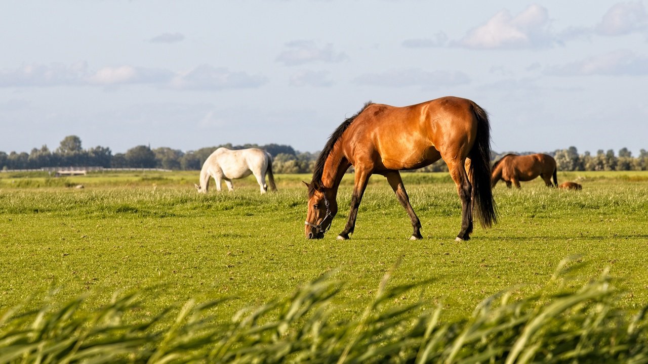 Обои поле, лошади, кони, пасутся, field, horse, horses, grazing разрешение 3840x2160 Загрузить