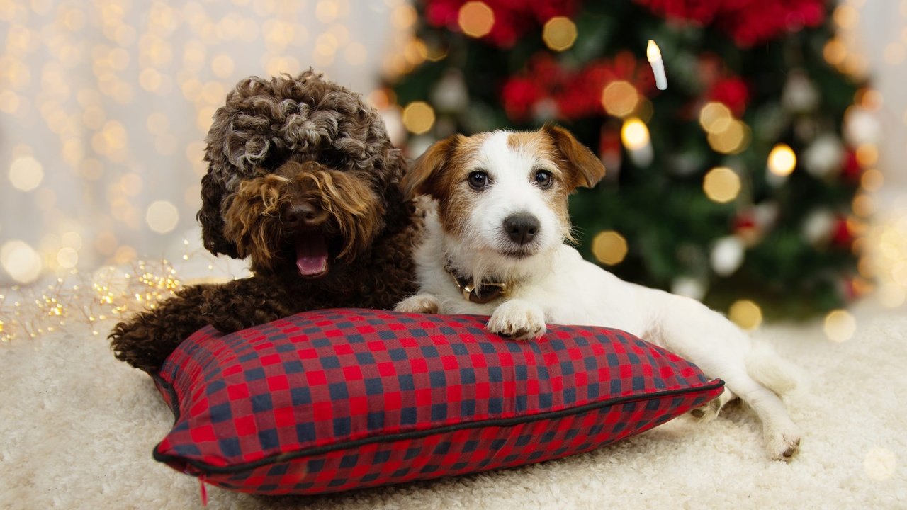 Обои новый год, поза, взгляд, щенок, мордашка, рождество, собаки, new year, pose, look, puppy, face, christmas, dogs разрешение 2000x1446 Загрузить