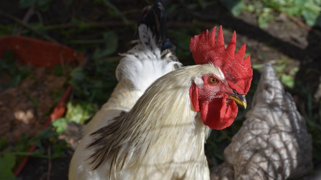 Обои взгляд, птица, боке, петух, look, bird, bokeh, cock разрешение 6000x4000 Загрузить