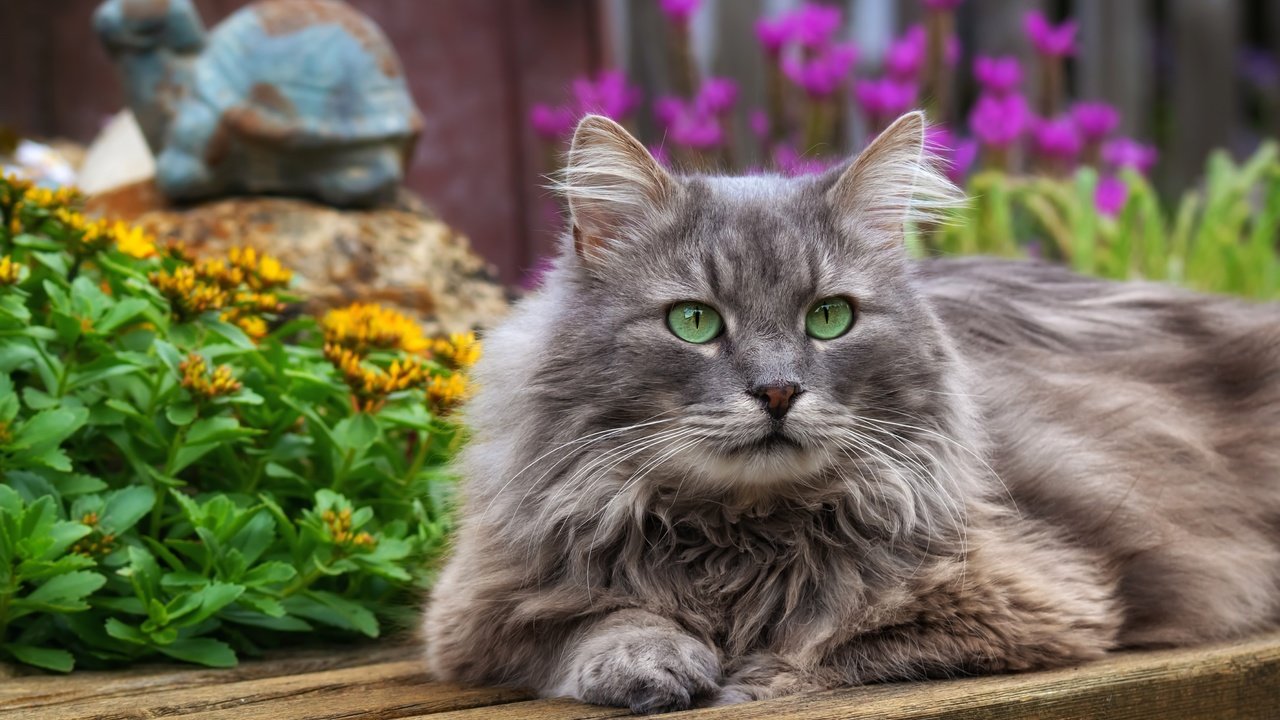 Обои цветы, кот, кошка, взгляд, зеленые глаза, британская длинношерстная, flowers, cat, look, green eyes, british longhair разрешение 4500x3000 Загрузить