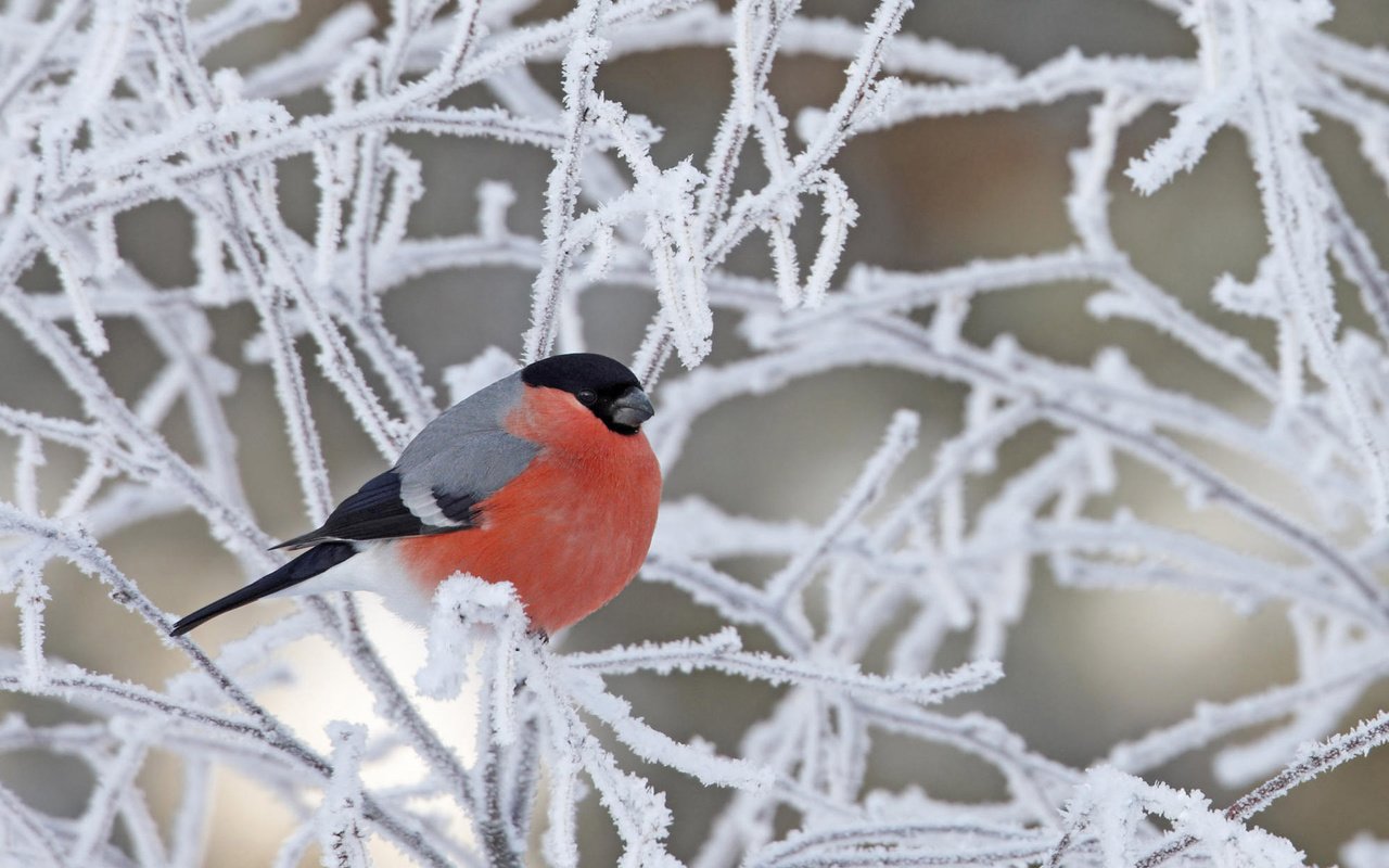 Обои снег, зима, ветки, иней, птица, снегирь, snow, winter, branches, frost, bird, bullfinch разрешение 1920x1200 Загрузить