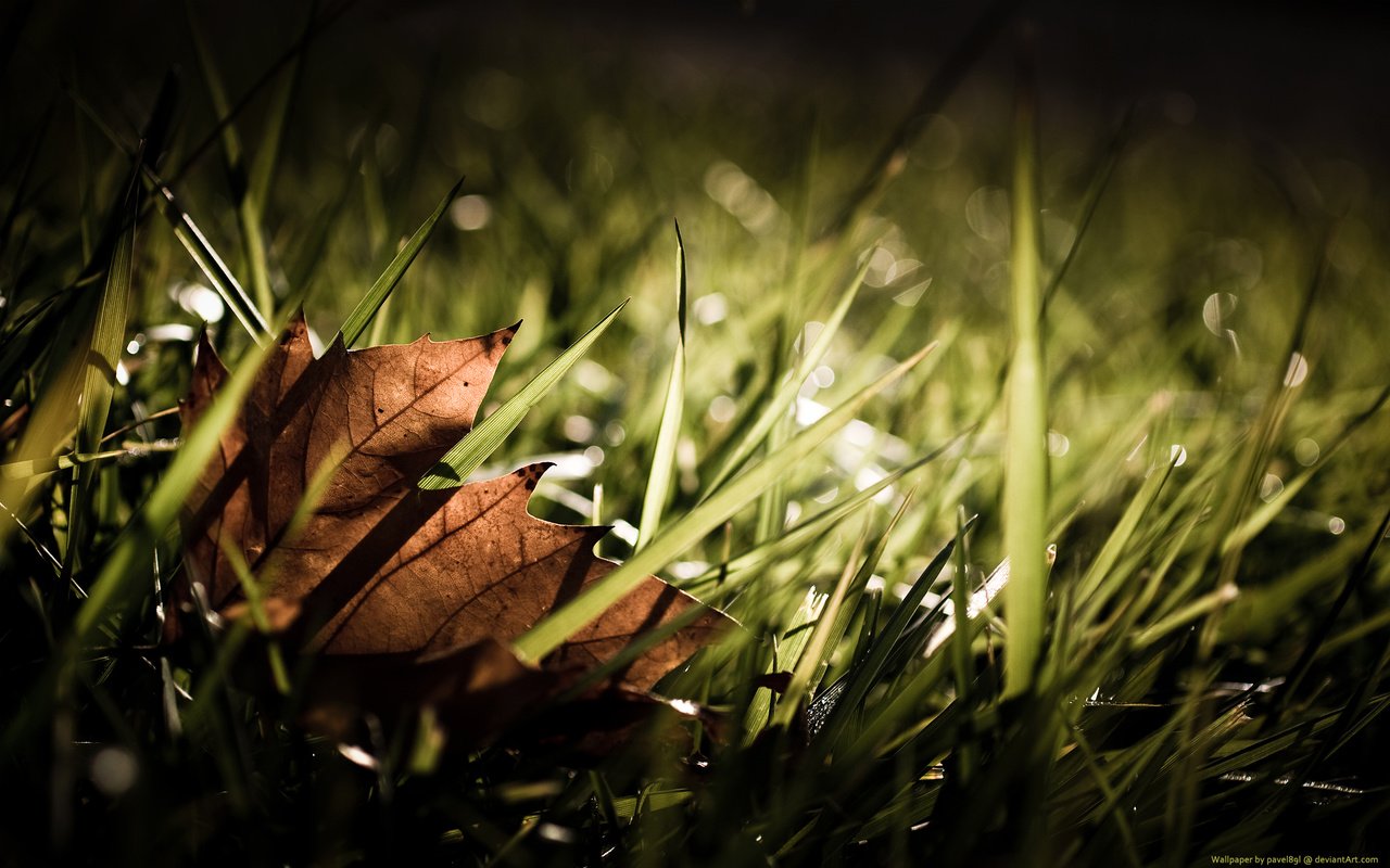 Обои трава, листок, осень, опадают, grass, leaf, autumn, fall разрешение 1920x1200 Загрузить