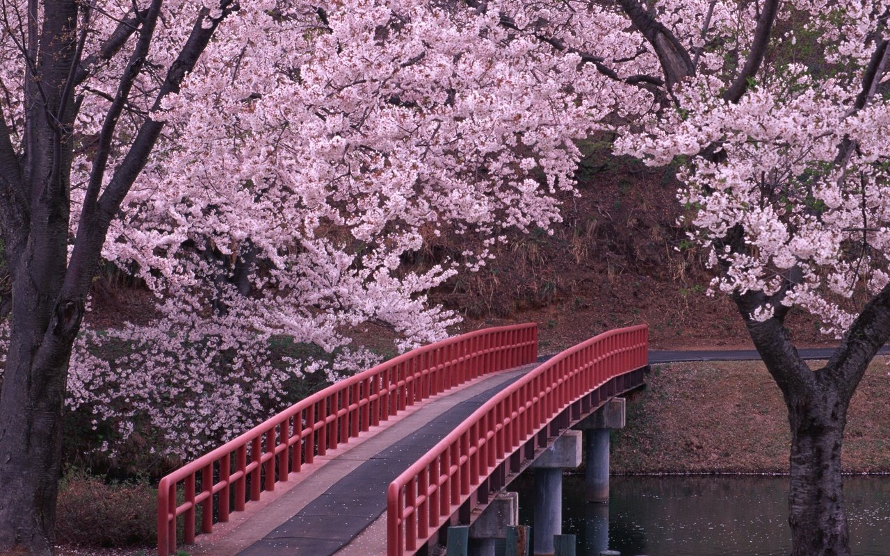 Обои мост, япония, сакура, bridge, japan, sakura разрешение 2950x2094 Загрузить