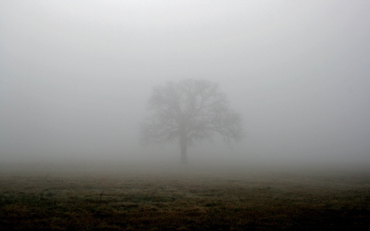 Обои дерево, туман, поле, tree, fog, field разрешение 1944x1296 Загрузить