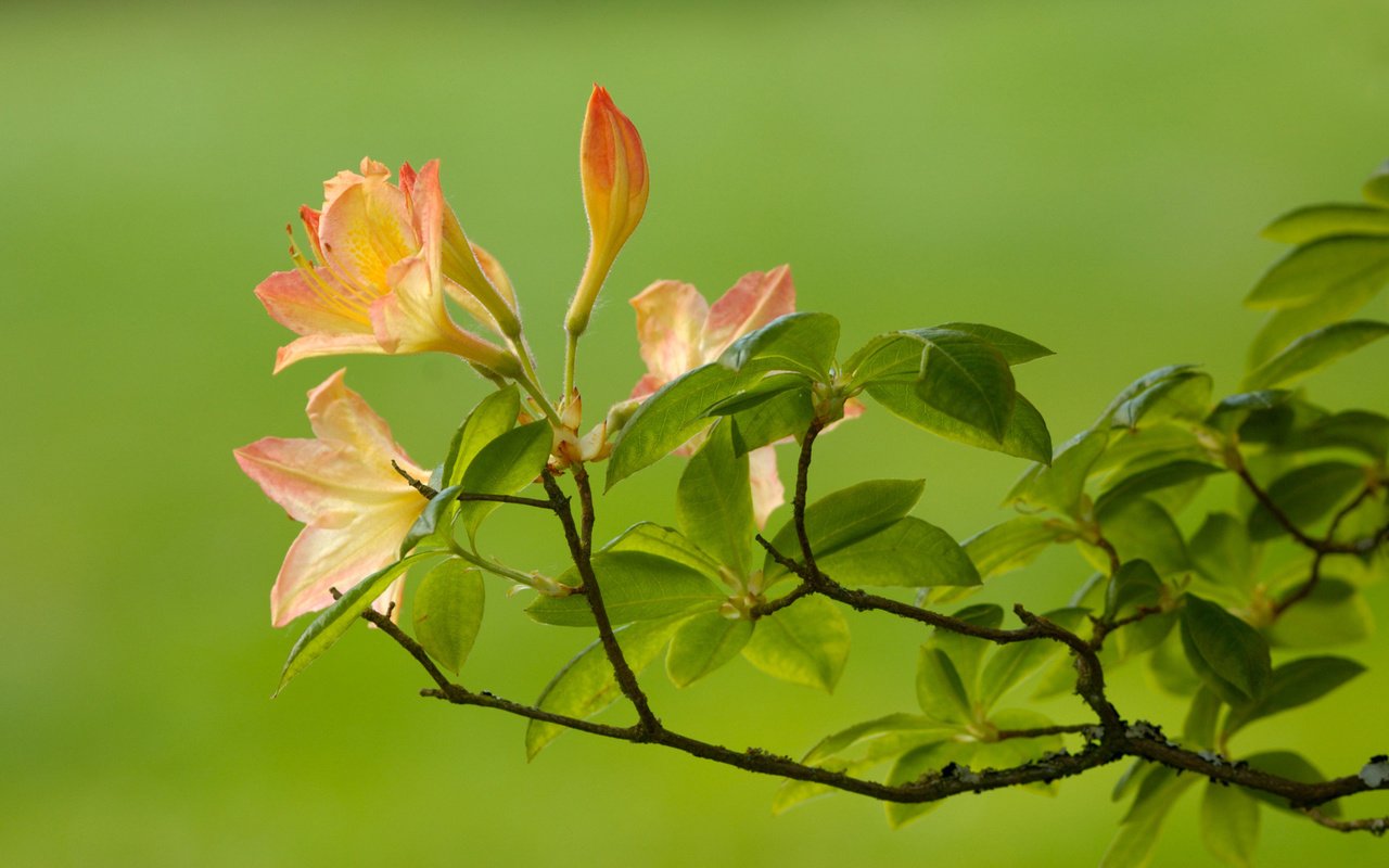 Обои ветка, листья, зелёный, цветок, ветки, размытость, branch, leaves, green, flower, branches, blur разрешение 1920x1200 Загрузить