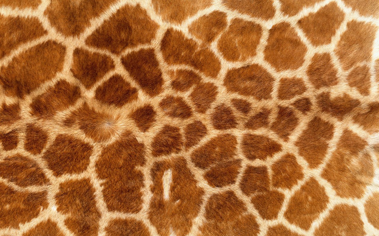 Обои обои, текстура, фон, кошка, леопард, шкура, жираф, мех, wallpaper, texture, background, cat, leopard, skin, giraffe, fur разрешение 1920x1200 Загрузить