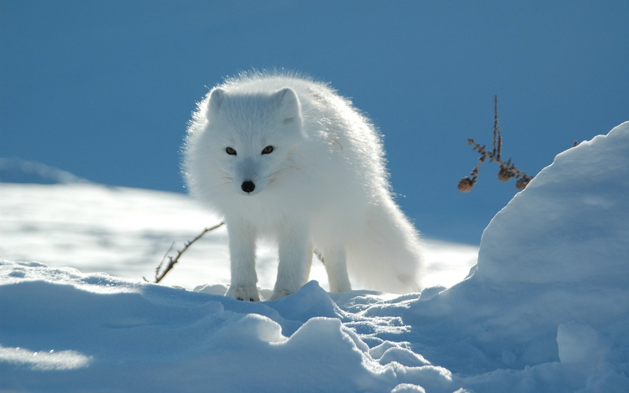 Обои природа, обои, тундра, песец, полярная лисица, арктическая лиса, nature, wallpaper, tundra, fox, polar fox, arctic fox разрешение 3008x2000 Загрузить