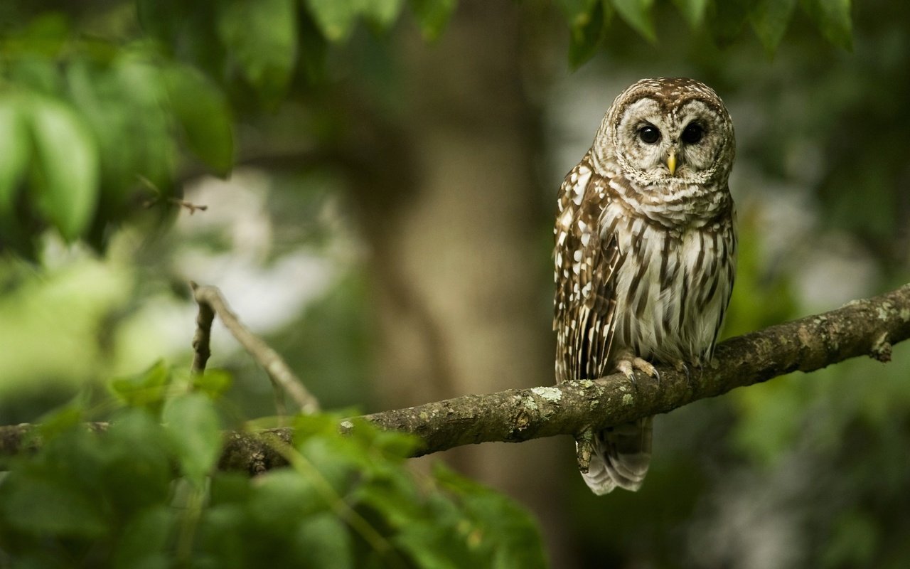 Обои сова, ветка, лес, птица, клюв, перья, неясыть, owl, branch, forest, bird, beak, feathers разрешение 2560x1600 Загрузить