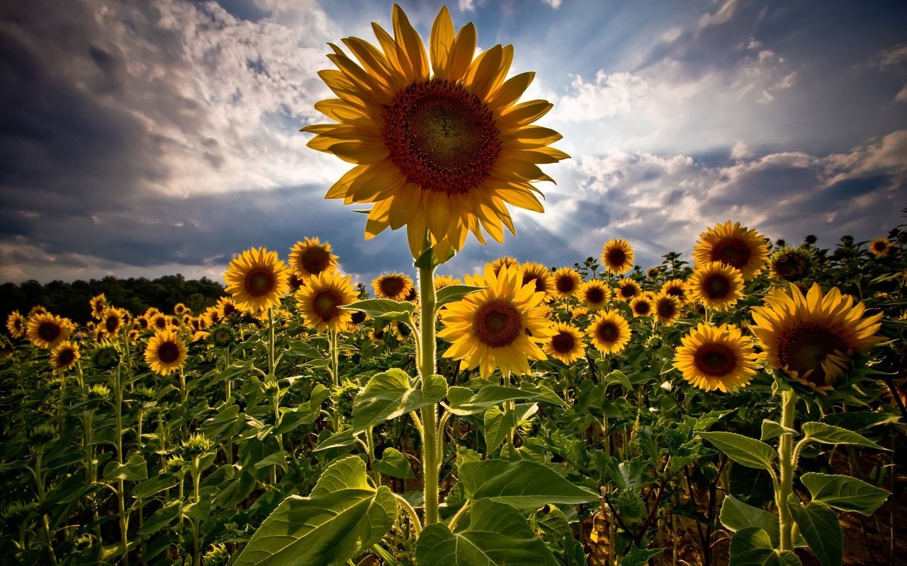 Обои поле, лето, подсолнухи, field, summer, sunflowers разрешение 2560x1600 Загрузить