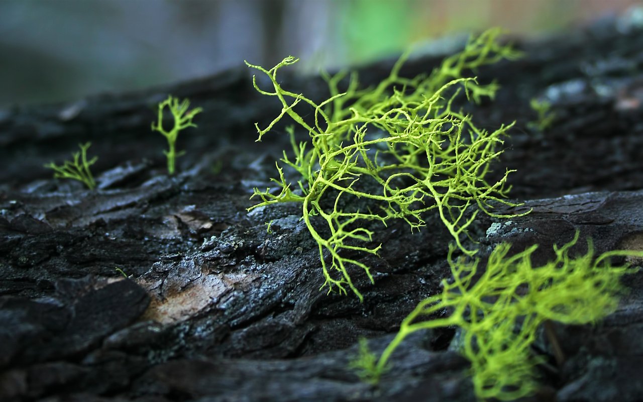 Обои мох, ствол, кора, разновидность, moss, trunk, bark, kind разрешение 1920x1200 Загрузить
